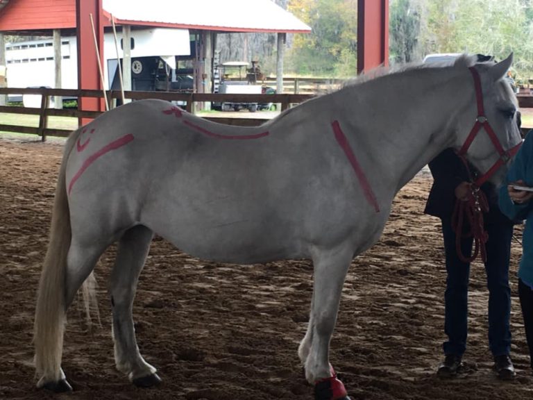 Hippotherapy Training in Florida